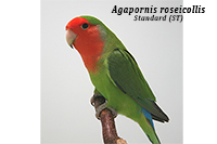 Agapornis roseicollis - Standard (ST)